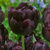 Tulip Black Hero 10/12cm