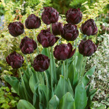 Tulip Black Hero 10/12cm