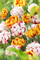 Tulip Carnaval De Nice 10/12cm