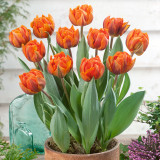 Tulip Orange Princess 10/12cm