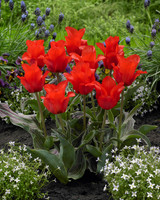 Tulip Red Riding Hood 10/11cm