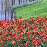 Tulip Early Harvest 10/12cm