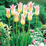 Tulip Elegant Lady Tulip Elegant Lady
