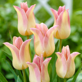 Tulip Elegant Lady Tulip Elegant Lady