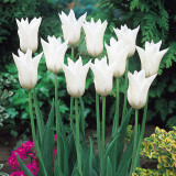 Tulip White Triumphator10/12cm