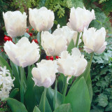 Tulip White Parrot 10/12cm