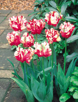 Tulip Estella Rynveld 10/12cm