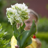 Tulip Super Parrot 10/12cm