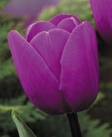 Tulip Blue Aimable
