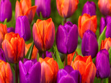 Tulip Purple Prince 10/12cm