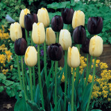 Tulip Mrs John T Scheepers 11-12cm