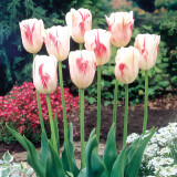 Tulip Sorbet 10/12cm