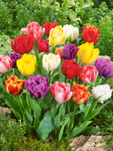 Tulip Double Early Mixed