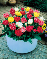 Tulip Double Early Mixed