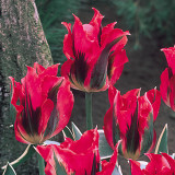 Tulip Esperanto Tulip Esperanto