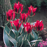 Tulip Esperanto 10/12cm