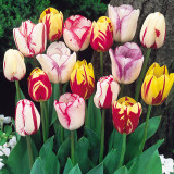 Tulip Rembrandt Mixed 10/12cm