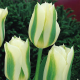 Tulip Spring Green