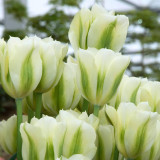 Tulip Spring Green