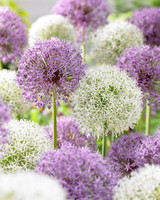 Allium Mars 16-18cm Allium Mars 16-18cm