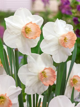 Narcissus Pink Pride 12/14cm
