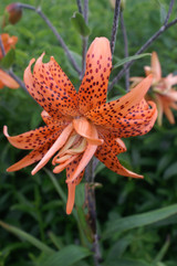 Lilium Flore Pleno 14-16cm