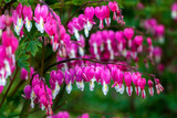 Dicentra spectabilis