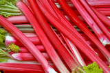 Rhubarb Suttons Seedless