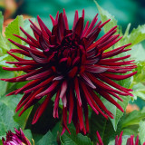 Dahlia Nuit D'Ete Dahlia Nuit D'Ete