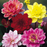 Dahlia Water Lily Mixed