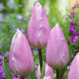 Tulip Candy Prince 10/12cm