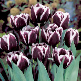 Tulip 'Jackpot'