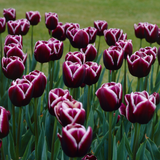 Tulip 'Jackpot'