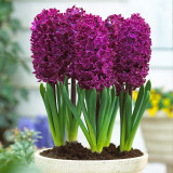 Hyacinth Prepared Woodstock 16/17cm