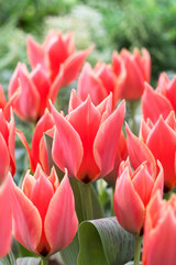 Tulip Calypso 10/11cm