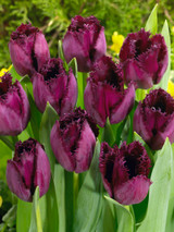 Tulip Curly Sue