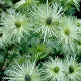 Eryngium Zabelii Donard