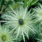 Eryngium Zabelii Donard