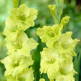 Gladioli Green Star