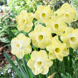 Narcissus Avalon 12-14cm Narcissus Avalon 12-14cm