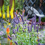 Agastache Black Adder