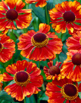 Helenium Chelsey