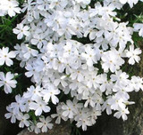 Phlox Subulata Snowflake