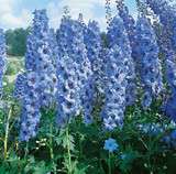 Delphinium Blue Jay