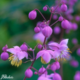 Thalictrum Delavayi