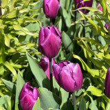 Tulip Purple Flag 10/12cm