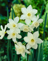 Narcissus Pueblo (Jonquilla) 10-12cm