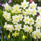 Narcissus Pueblo (Jonquilla) 10-12cm