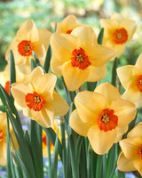Narcissus Altruist 12-14cm