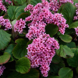 Bergenia cordifolia (5cm Modules)